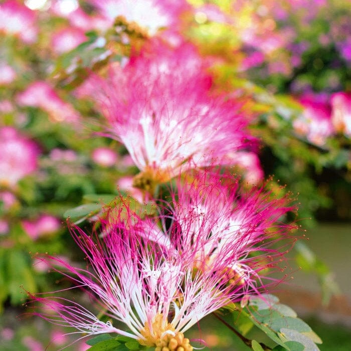 BOBINSANA | Botanical Ally for Dreamwork + Reflection Anima Mundi Apothecary - Genuine Selection