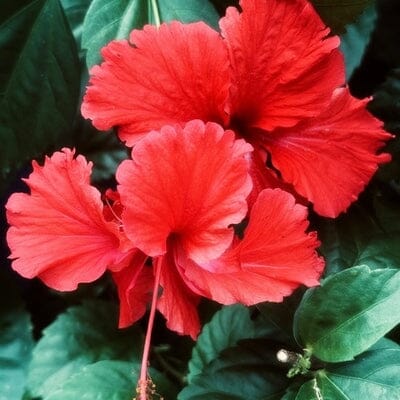 FLOWER ACID CLEANSER Reinigung Wildcrafted Organics - Genuine Selection