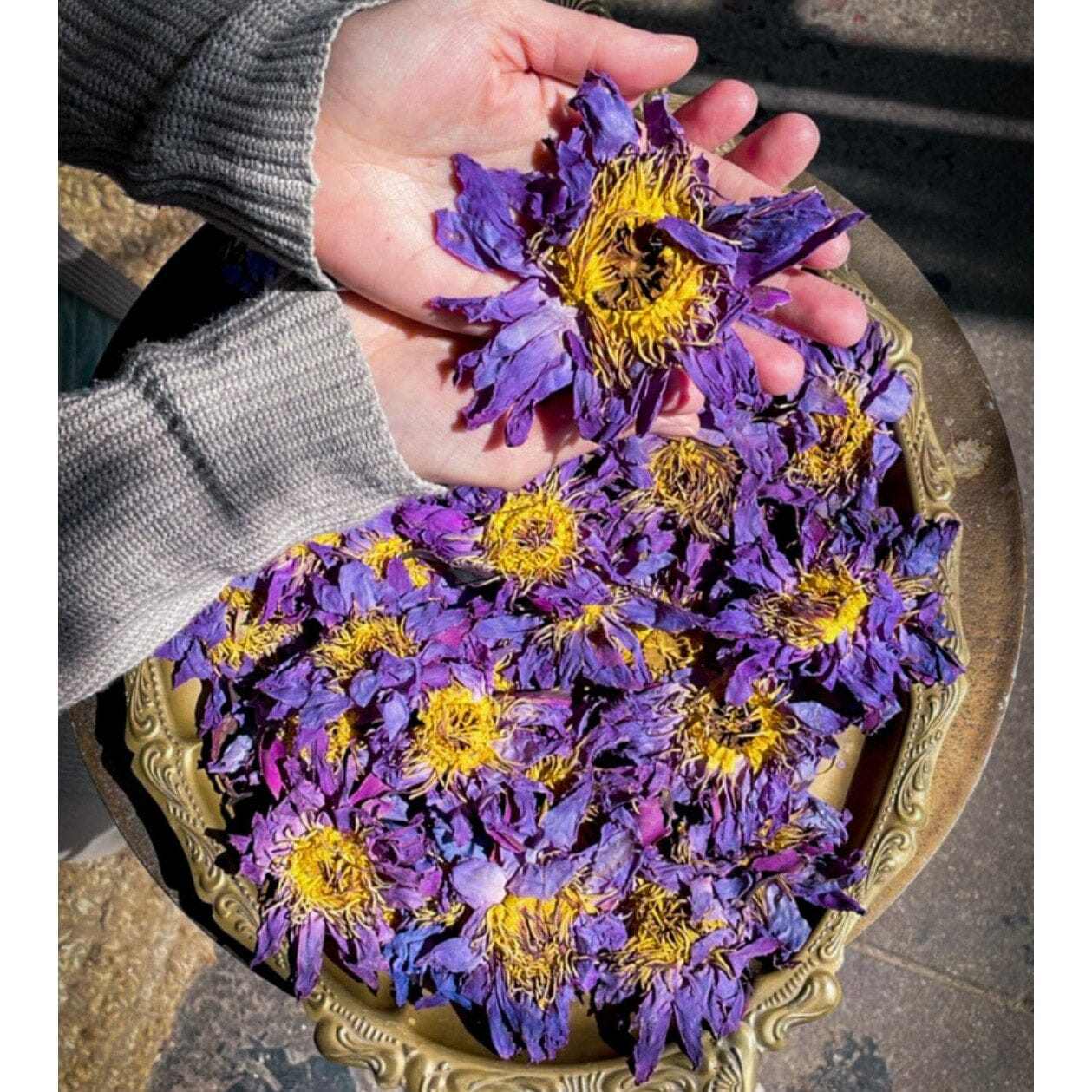 WHOLE BLUE Lotus Flowers | BIG BAG Tee Anima Mundi Apothecary - Genuine Selection