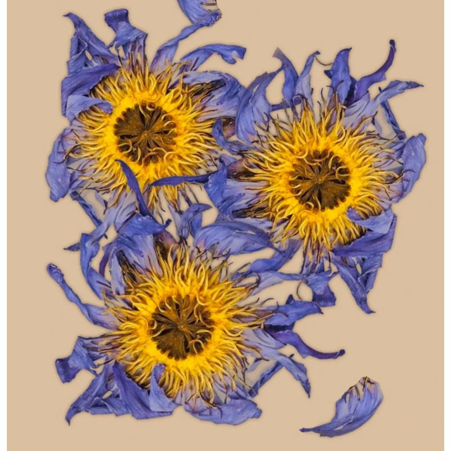 WHOLE BLUE Lotus Flowers Tee Anima Mundi Apothecary - Genuine Selection